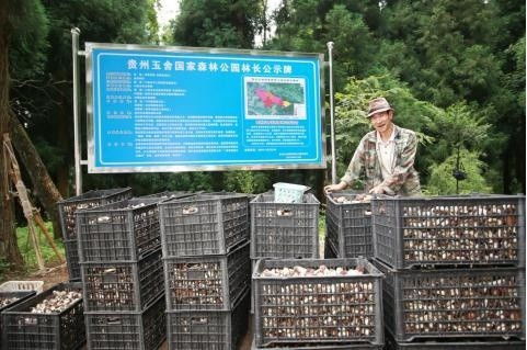 貴州六盤水 林下經(jīng)濟帶火赤松茸種植 村民在家門口實現(xiàn)務工就業(yè)