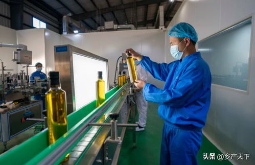 打造千億元全產(chǎn)業(yè)鏈 云南核桃產(chǎn)業(yè)有多牛